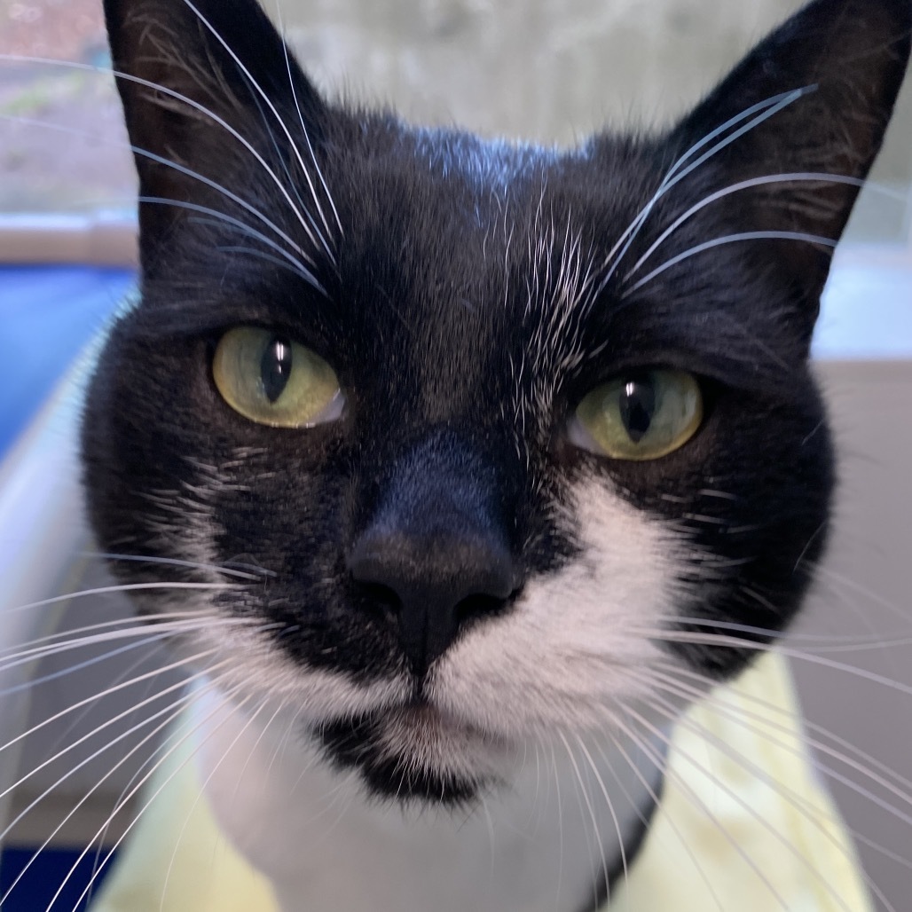 Rosie, an adoptable American Shorthair in Mount Shasta, CA, 96067 | Photo Image 4
