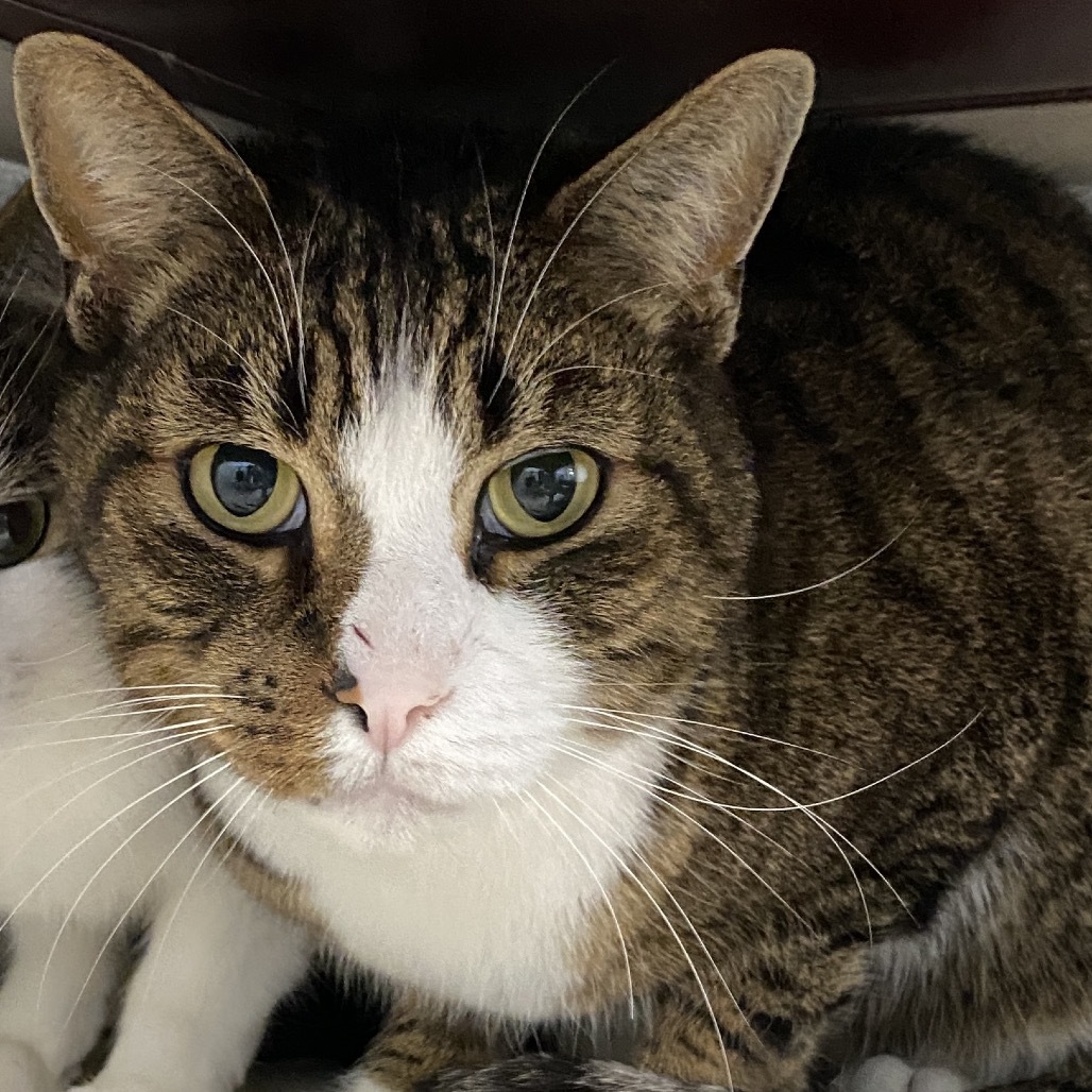 Conor, an adoptable American Shorthair in Mount Shasta, CA, 96067 | Photo Image 1