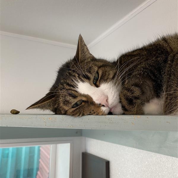 Conor, an adoptable American Shorthair in Mount Shasta, CA, 96067 | Photo Image 2