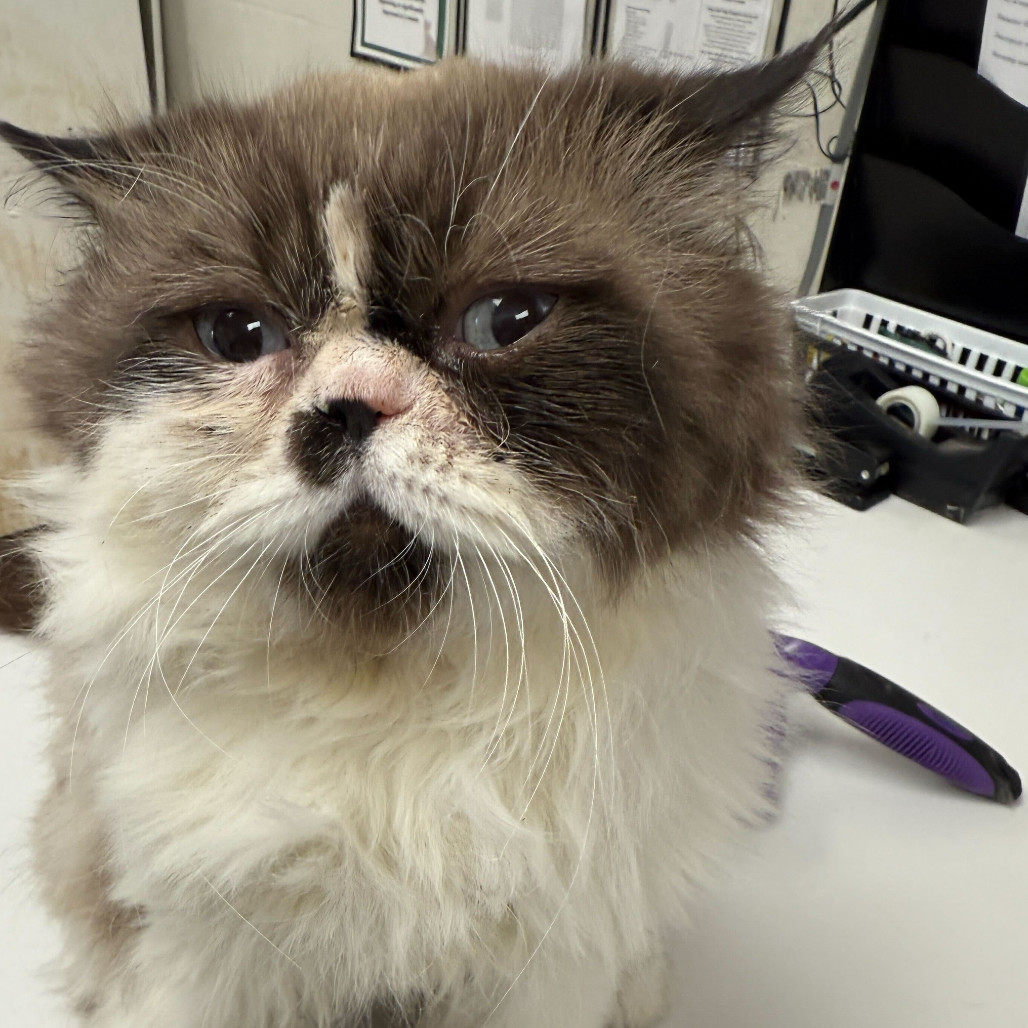 Mr. Gronkle, an adoptable Exotic Shorthair, Ragdoll in Evansville, IN, 47710 | Photo Image 1