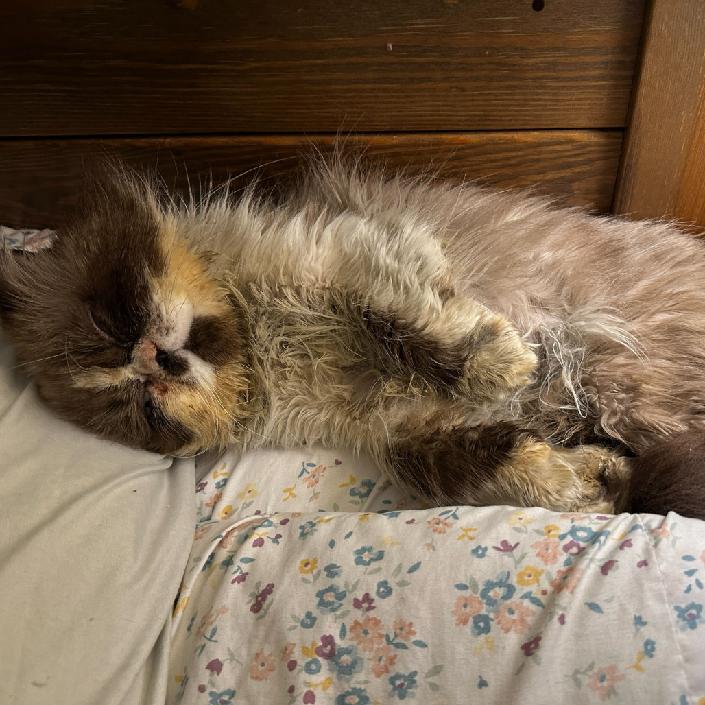 Mr. Gronkle, an adoptable Exotic Shorthair, Ragdoll in Evansville, IN, 47710 | Photo Image 2