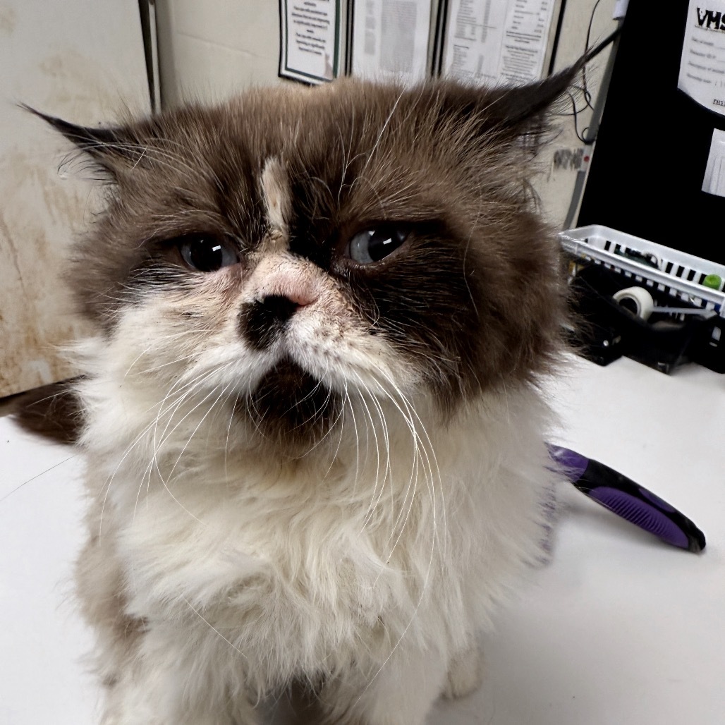 Mr. Gronkle, an adoptable Exotic Shorthair, Ragdoll in Evansville, IN, 47710 | Photo Image 3