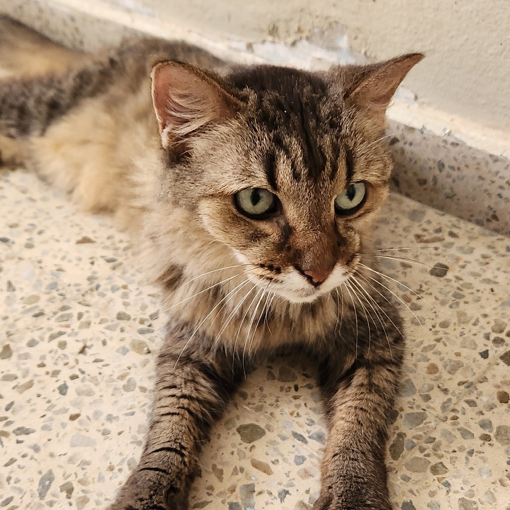 Talita, an adoptable Domestic Medium Hair in Guaynabo, PR, 00969 | Photo Image 1