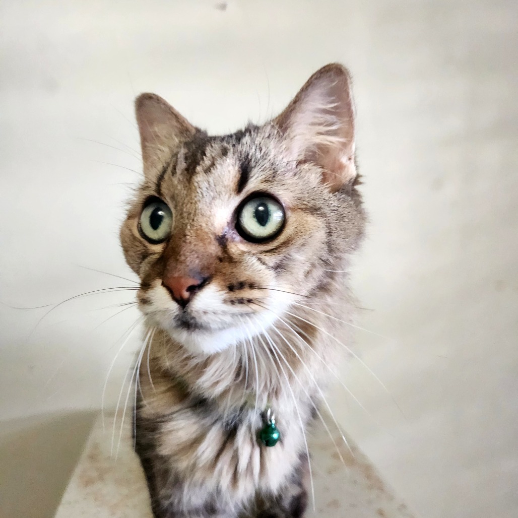 Talita, an adoptable Domestic Medium Hair in Guaynabo, PR, 00969 | Photo Image 2