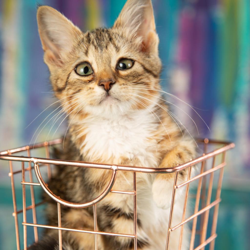 Esmeralda, an adoptable Domestic Short Hair, Somali in Springfield, MO, 65804 | Photo Image 1