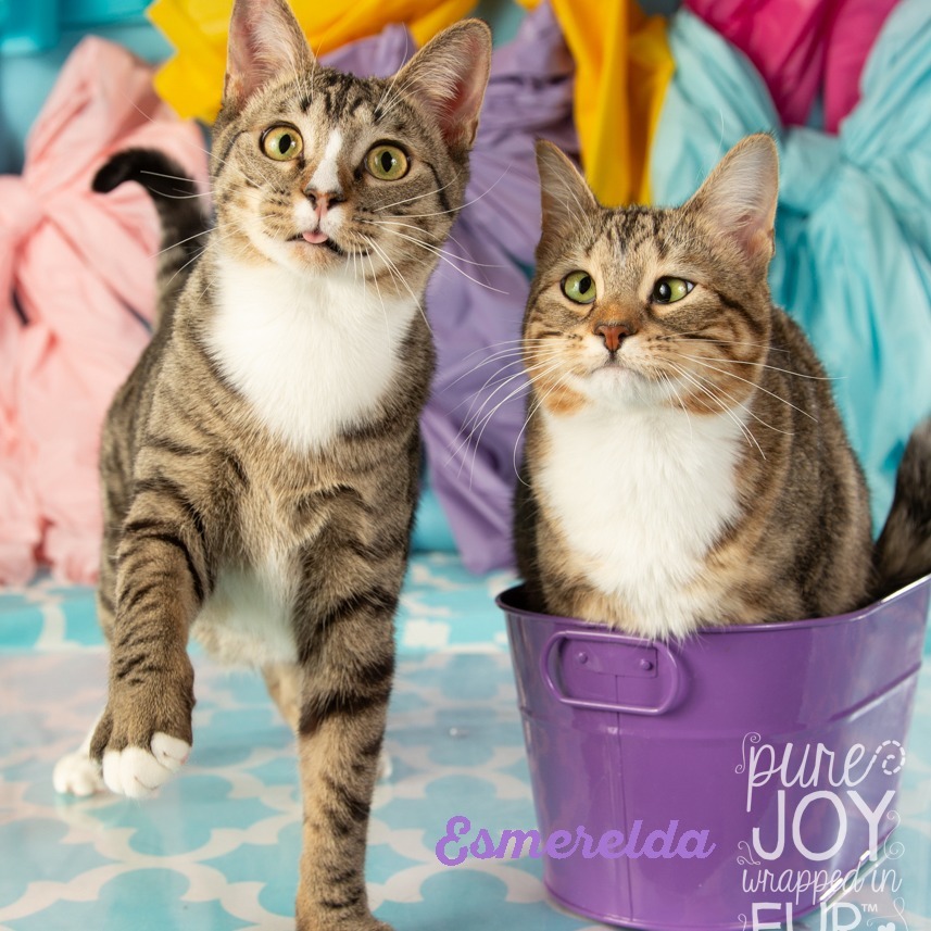 Esmeralda, an adoptable Domestic Short Hair, Somali in Springfield, MO, 65804 | Photo Image 1