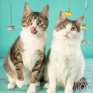 Floyd, Young Male Domestic Short Hair
