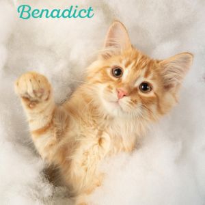 Benedict, Young Male Domestic Long Hair