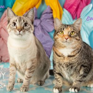 Evie, Young Female Domestic Short Hair