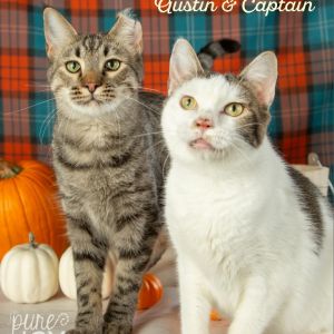 Captain, Adult Male Domestic Short Hair