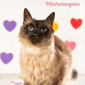 Michelangelo, Young Male Siamese