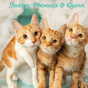 Phoenix, Young Male Domestic Short Hair