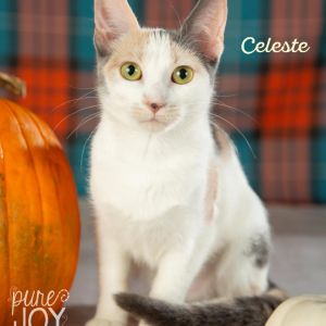 Celeste