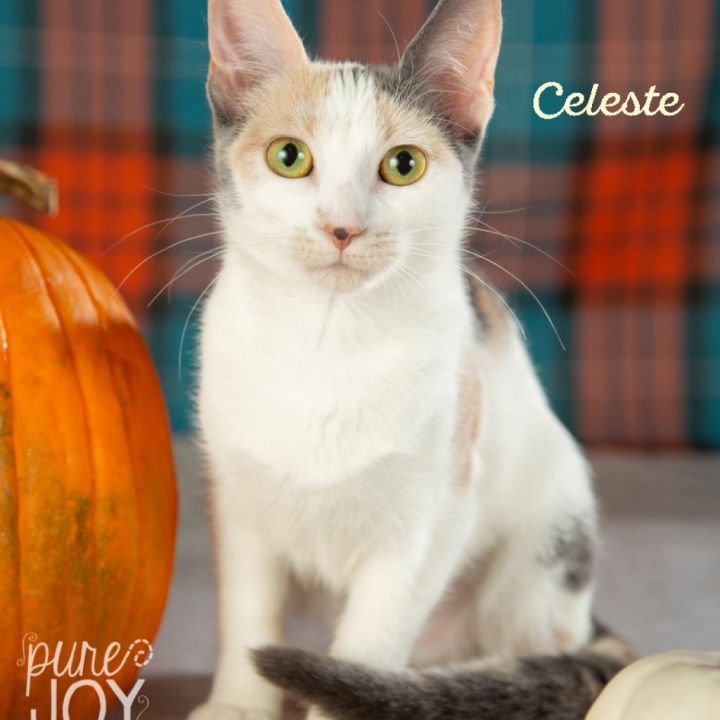 Celeste 1