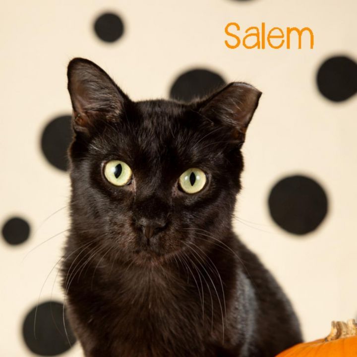 Salem 1