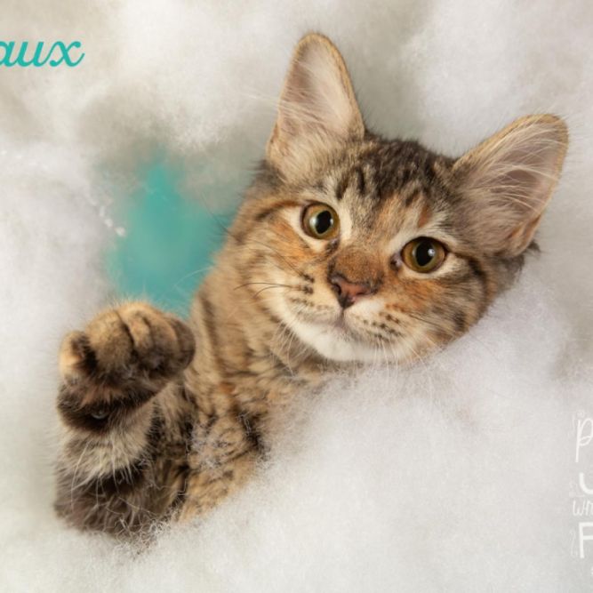 Margaux