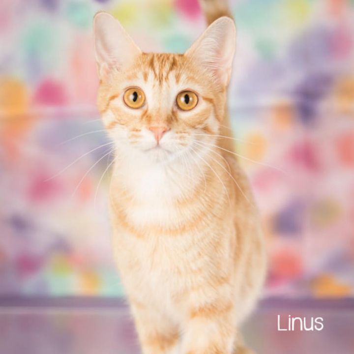 Linus 1