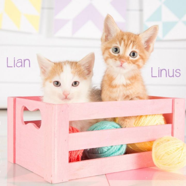 Linus 2
