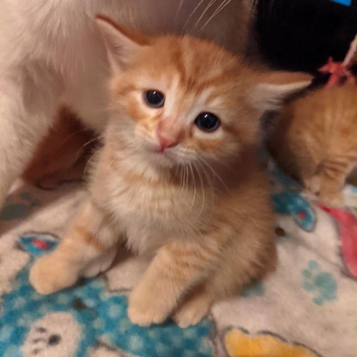 Linus 3