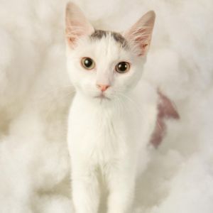 Juliette
