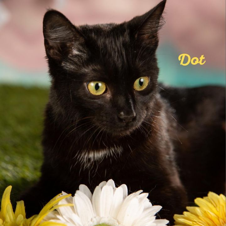 Dorothy (DOT) 1