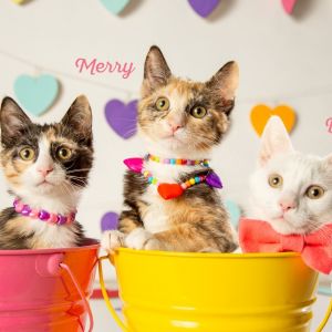 Merry