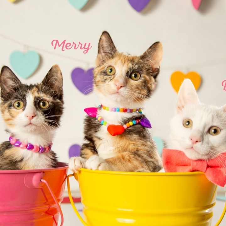 Merry 1