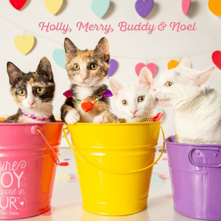 Merry 3