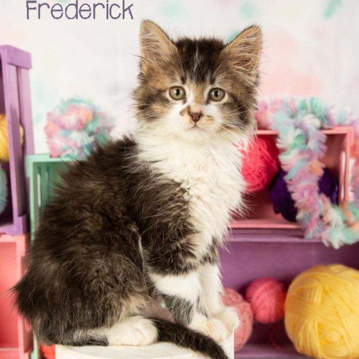 Frederick 2