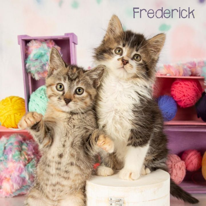 Frederick 3
