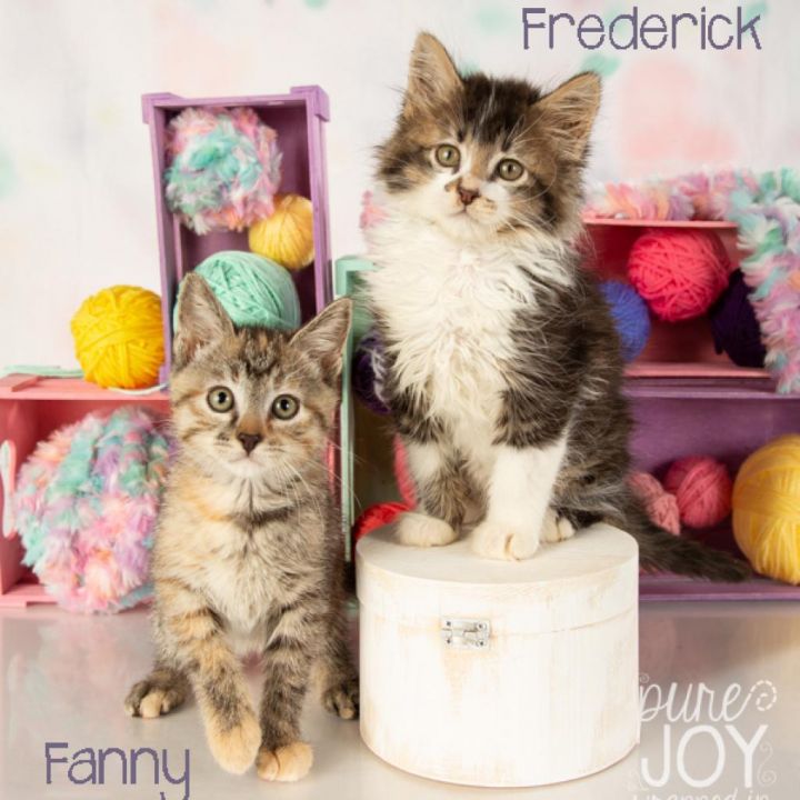 Frederick 4