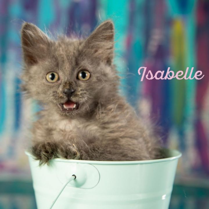 Isabelle 3