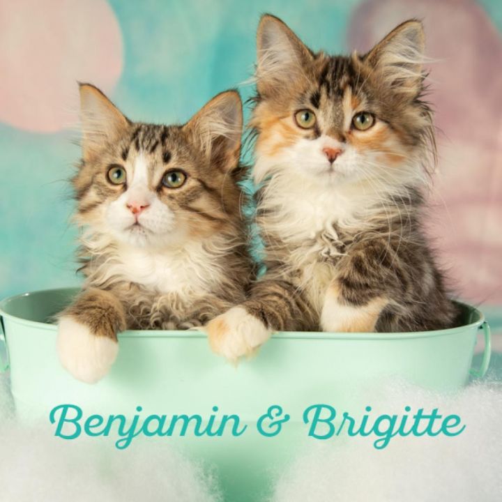 Benjamin 1