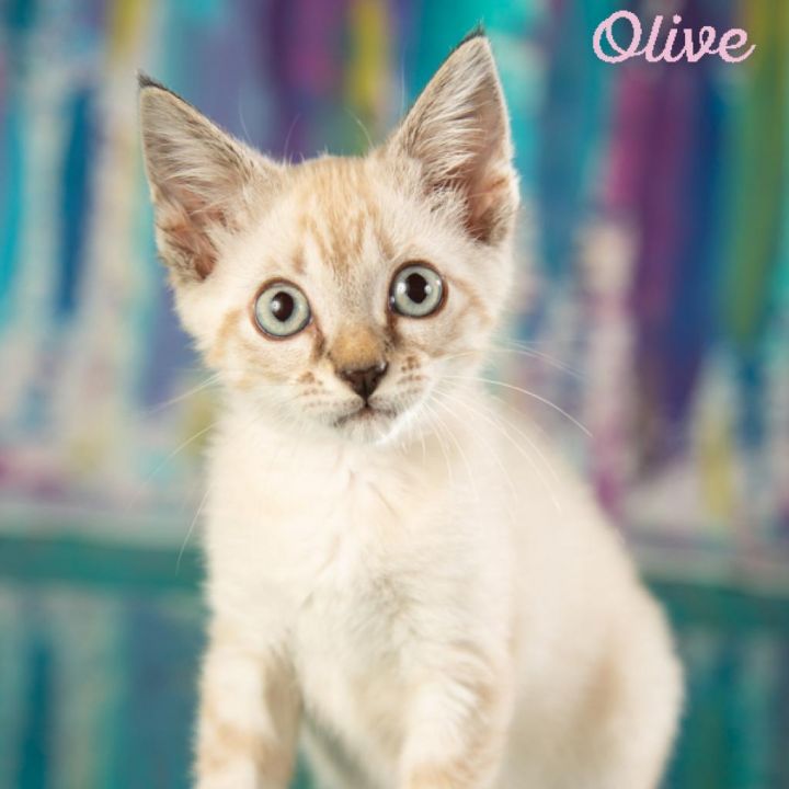 Olive 1