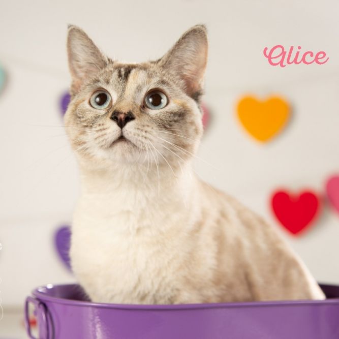 Alice