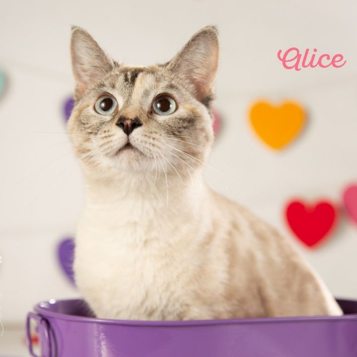 Alice 1