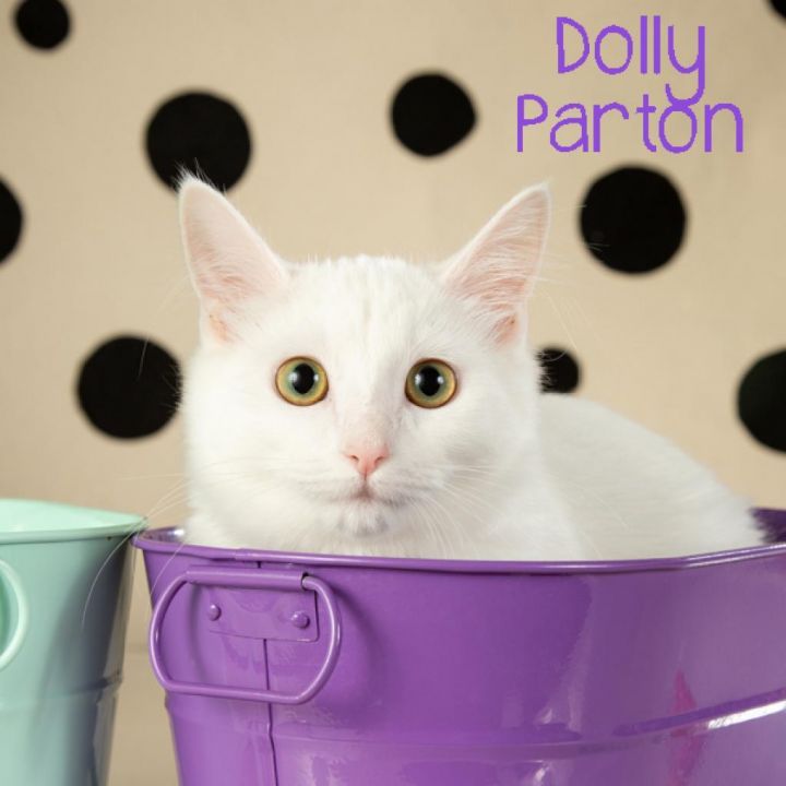 Dolly Parton 1