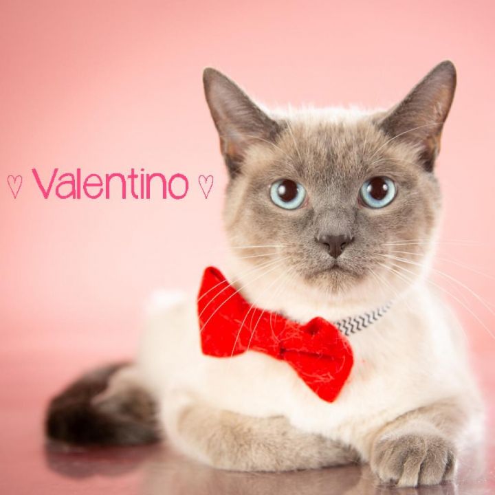 Valentino 2