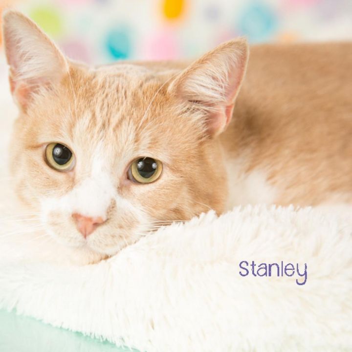 Stanley 1