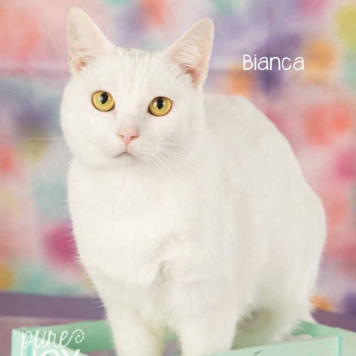 Bianca 1