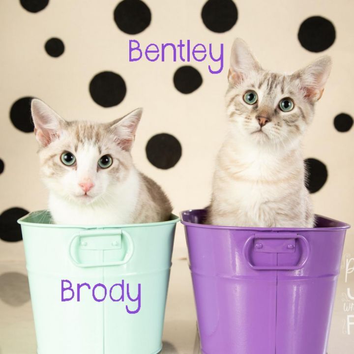 Brody 2