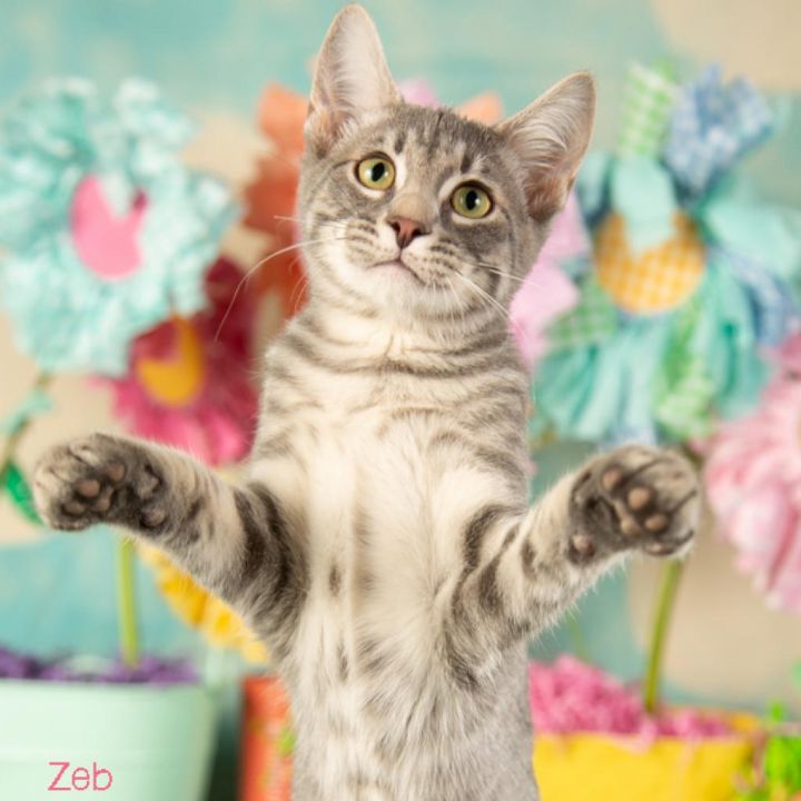 Zeb 3