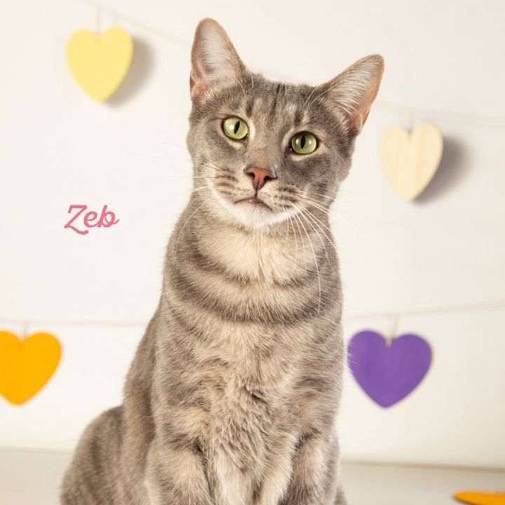 Zeb 5