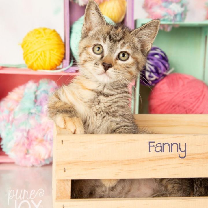 Fannie 2