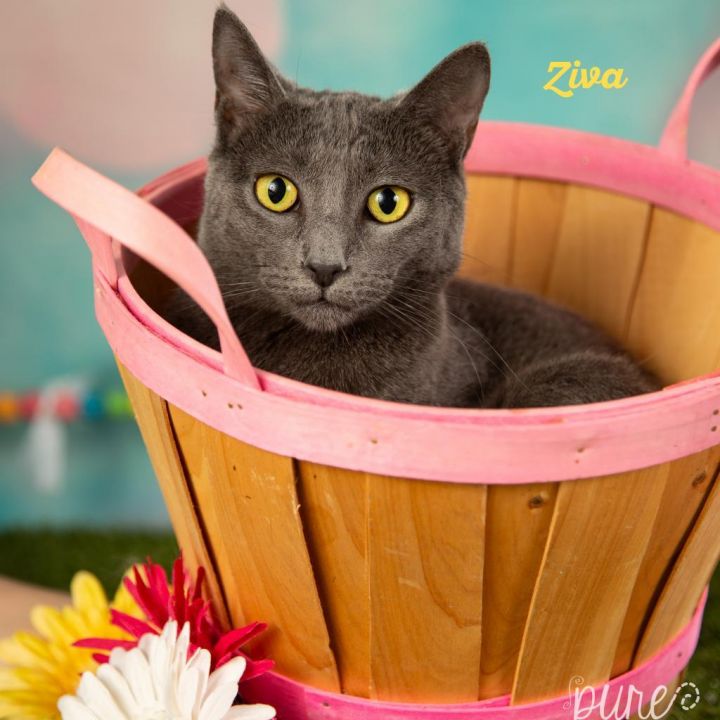 Ziva 1