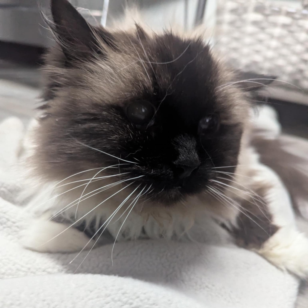 Winifred, an adoptable Himalayan in Springfield, MO, 65804 | Photo Image 1