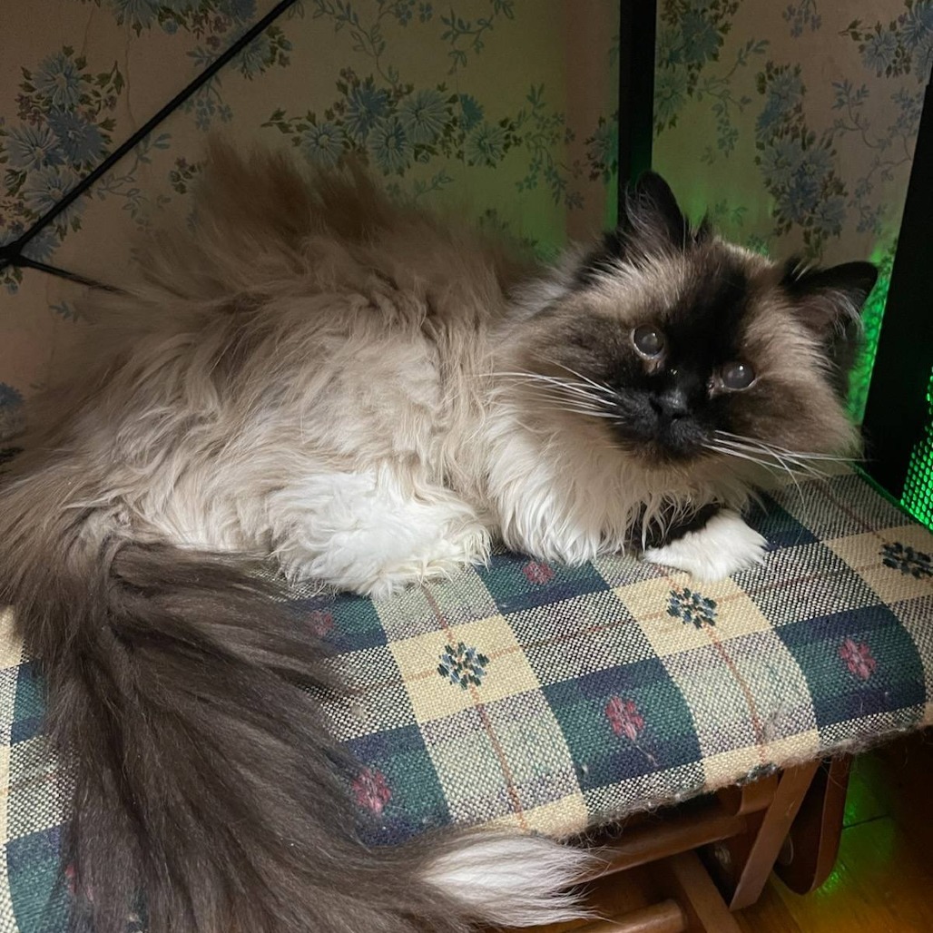 Winifred, an adoptable Himalayan in Springfield, MO, 65804 | Photo Image 2