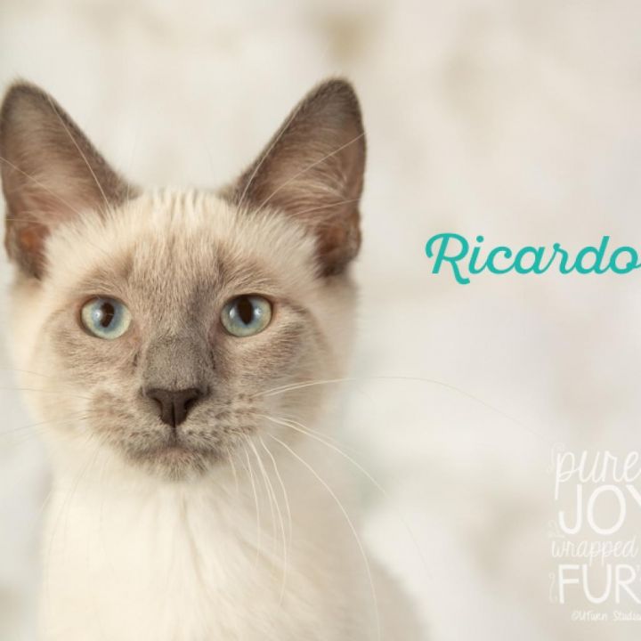 Ricardo 1