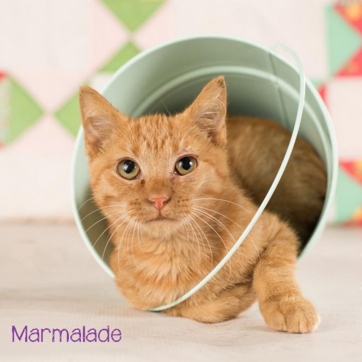 Marmalade 1