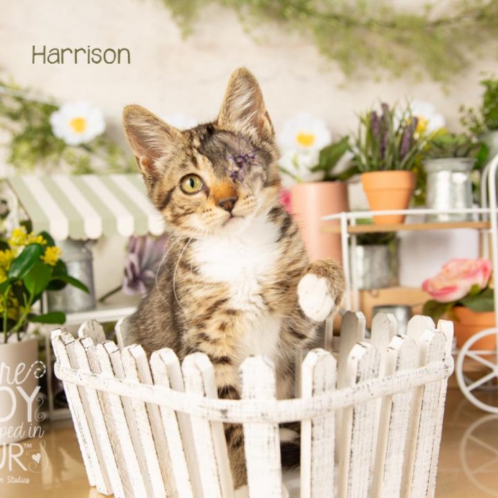 Harrison 4
